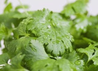 Cilantro