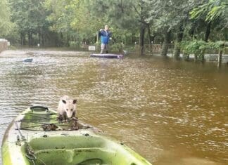Alaqua Flood