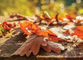 Fall