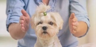 Healing Touch For Animals