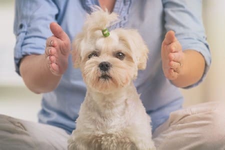 Healing Touch For Animals