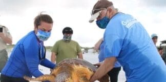 Gulfarium Saving Sea Turtles