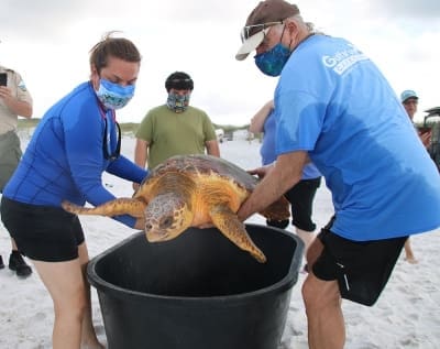 Gulfarium Saving Sea Turtles