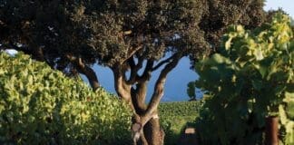 Krutz Vines