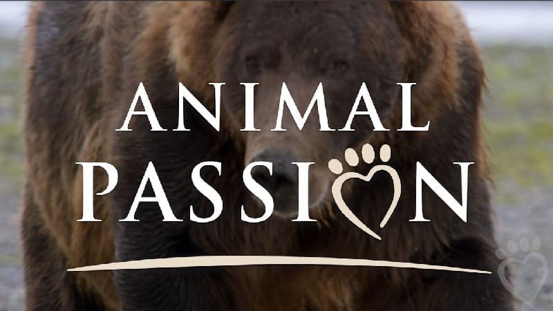 #3 Animal Passion Logo Alt