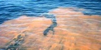 Red Tide Detected In The Gulf