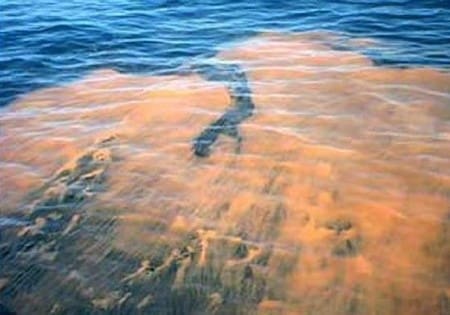 Red Tide Detected In The Gulf
