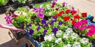 Sale Of Seedlings Of Decorative Flowers On The Street