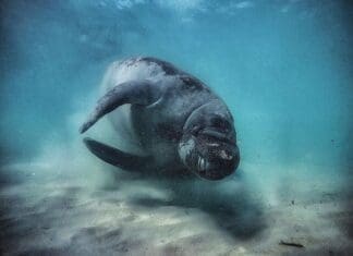 Manatee