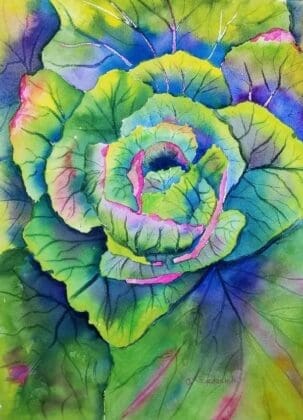 Ann Frederick Cabbage Plant
