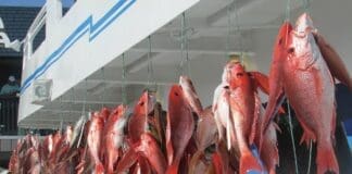 Capt A Snapper Pic