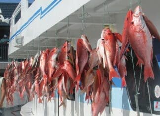 Capt A Snapper Pic