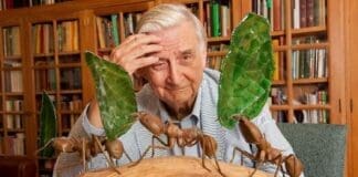 Eo Wilson