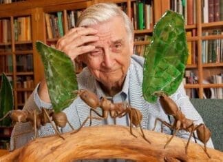 Eo Wilson