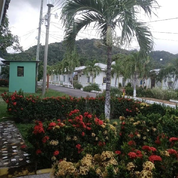 Laceiba
