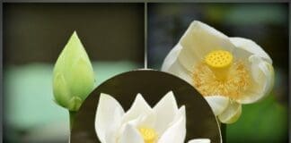 Lotus