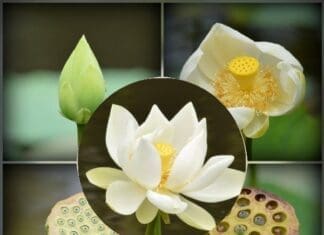 Lotus