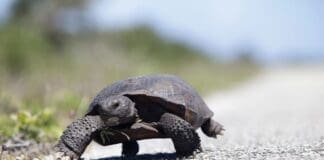 Gopher Tortoise