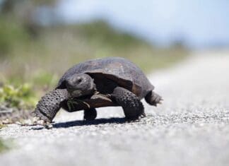 Gopher Tortoise