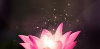 Copy Of Lotus Life