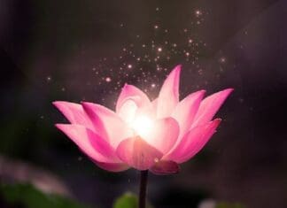Copy Of Lotus Life