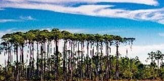Like A Pine Pic
