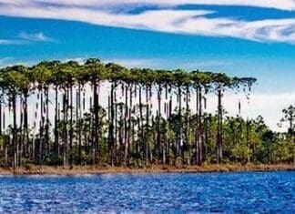 Like A Pine Pic