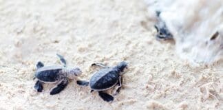 Baby Sea Turtles