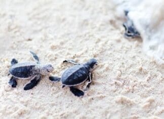 Baby Sea Turtles