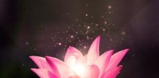 Copy Of Lotus Life
