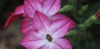 Beautiful Pink Flower Close Up