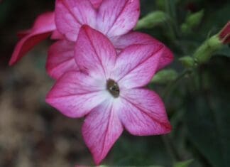 Beautiful Pink Flower Close Up
