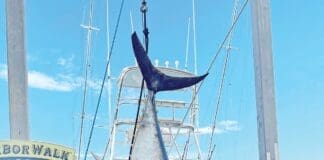 Big Tuna 1