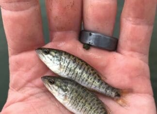 Fish Shoal Bass Fingerlings 52077390066 O