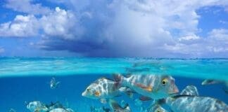 Cloud With Tropical Fish Seascape Over Under Water