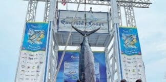 Cali Fishecbc