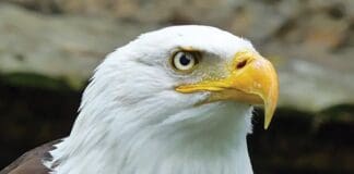 Macro Of A Bald Eagle Looking Up. Original Public Domain Image F