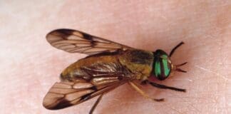 Growing Adult Yellow Fly J.f. Butler Uf Ifas