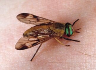 Growing Adult Yellow Fly J.f. Butler Uf Ifas