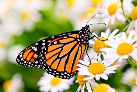 Monarch Butterfly Cover