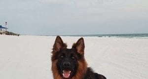 Dog Training Rok 300x299