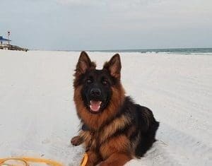 Dog Training Rok 300x299