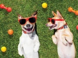 Two Funny Playing Dogs