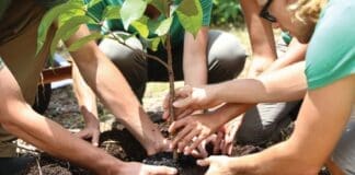 People Planting Tree Seedling Together