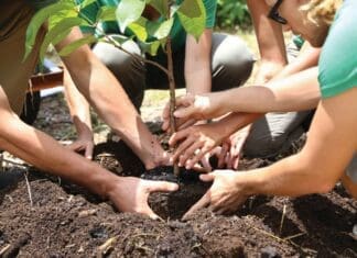 People Planting Tree Seedling Together