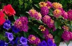 Spring Floral Design