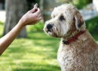 Dogs