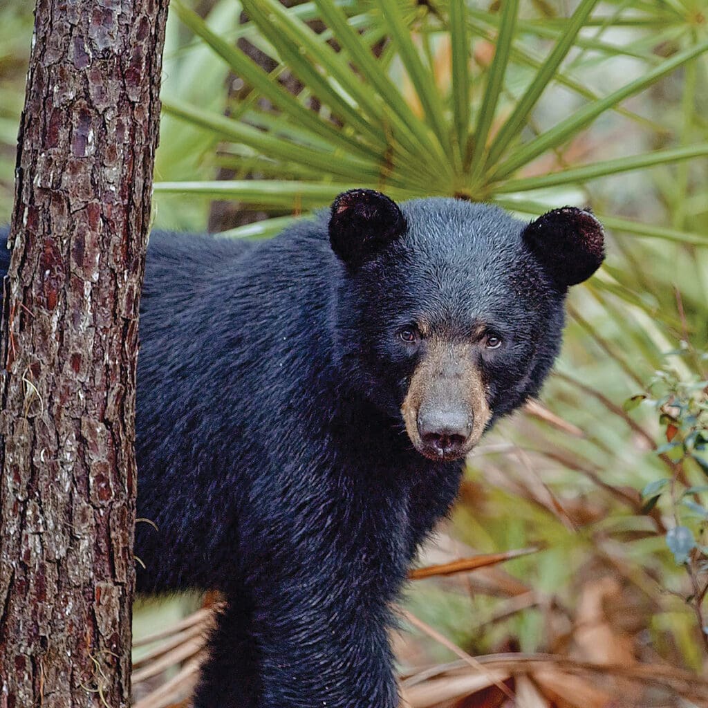 The Paper Bear Bear