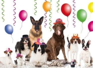Celebratedogs
