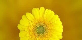Flower In Bloom